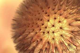 Macro Close-Up of Dandelion Seed Head Backlit by Golden Light