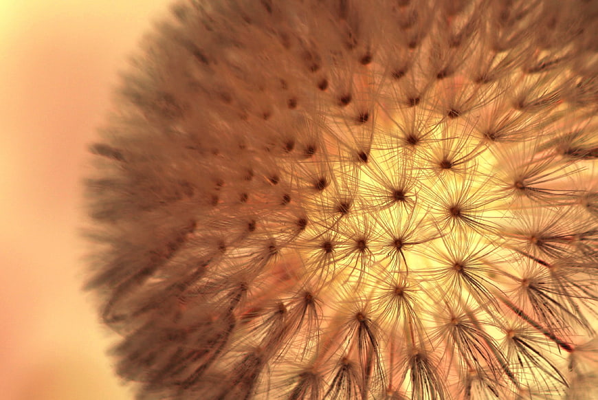 Macro Close-Up of Dandelion Seed Head Backlit by Golden Light