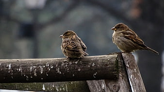Two sparrows perched on a weathered wooden fence