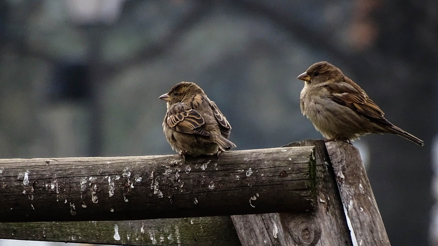 Two sparrows perched on a weathered wooden fence