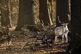 Fallow Deer Stags in Sunlit Autumn Forest