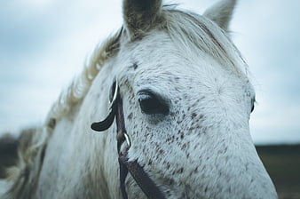 Close-up portrait of a white speckled horse outdoors