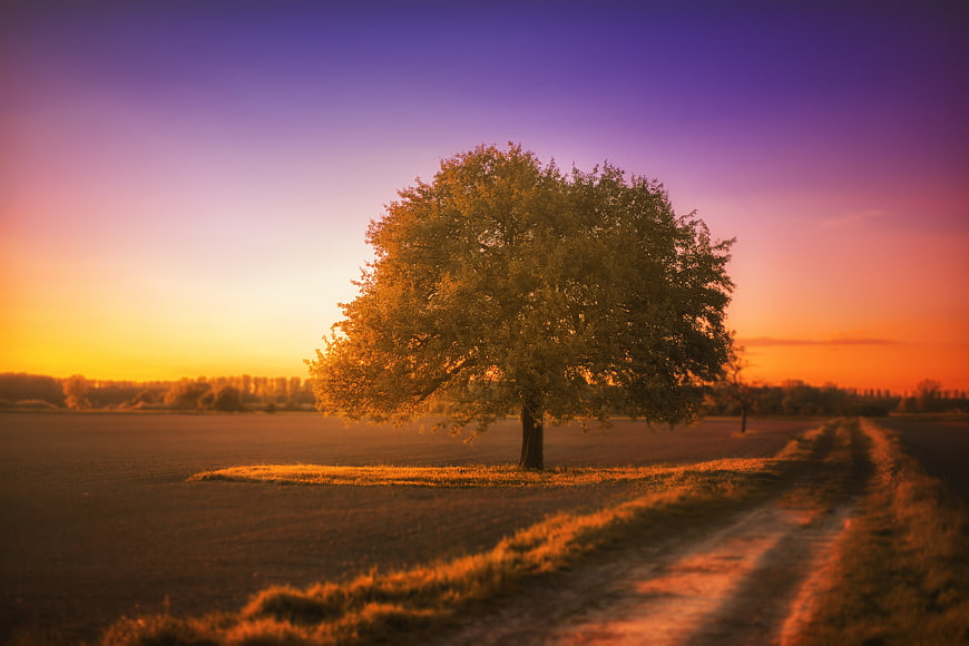 Lone Tree in Field at Sunset with Dirt Road