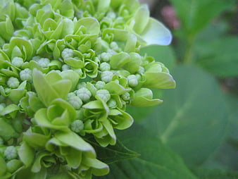 Close-up of green hydrangea flower buds in spring garden