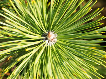 Close-Up of Radiating Pine Needles and Bud
