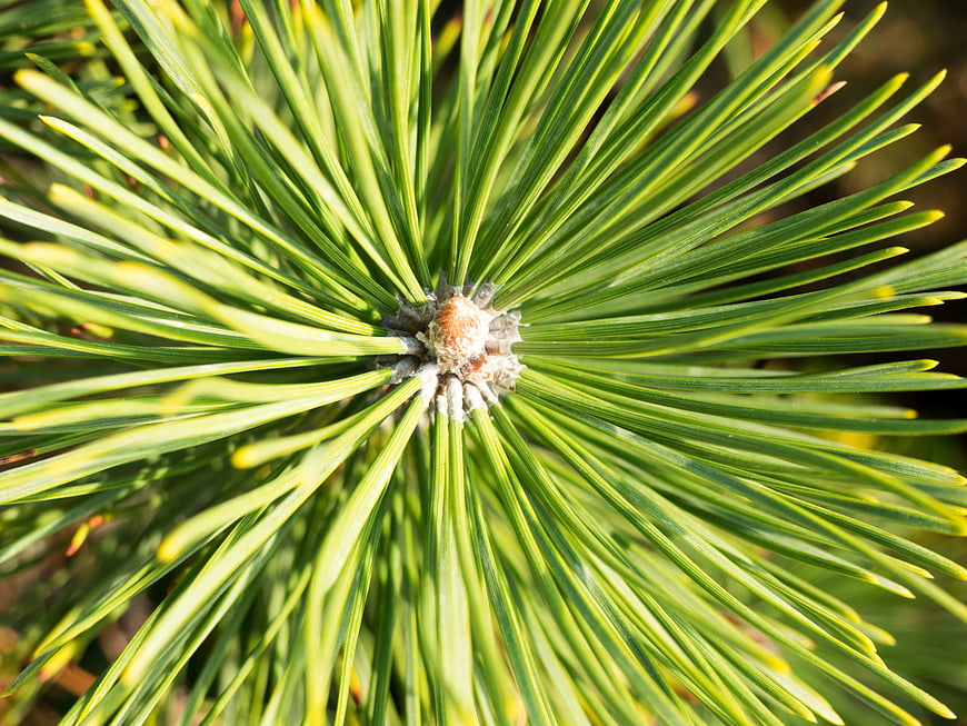 Close-Up of Radiating Pine Needles and Bud