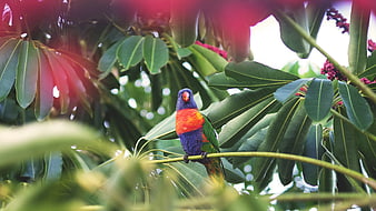 Colorful Rainbow Lorikeet Perched on Tree Branch