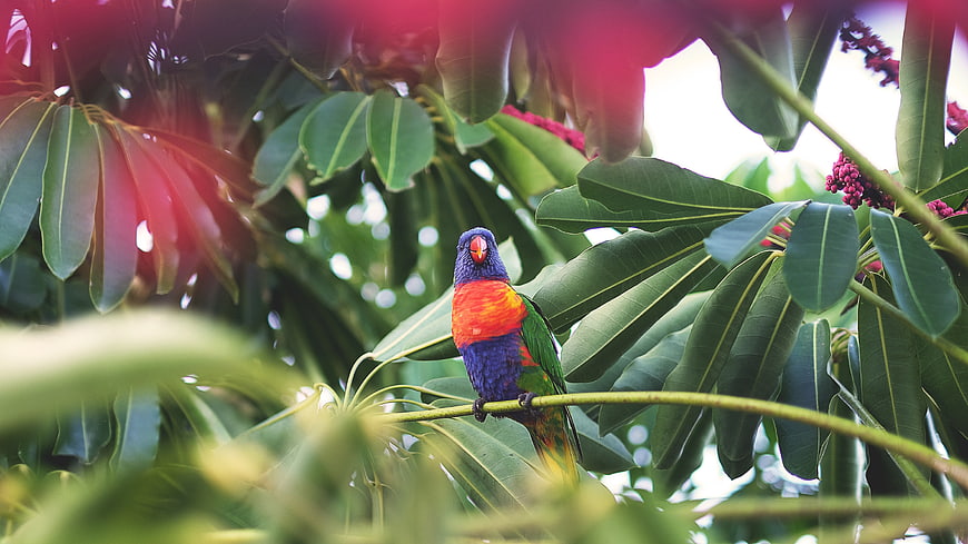 Colorful Rainbow Lorikeet Perched on Tree Branch