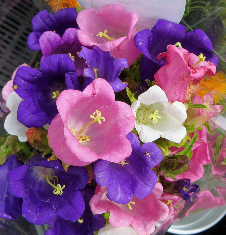 Close-up of colorful bell-shaped flowers in pink, purple, and white