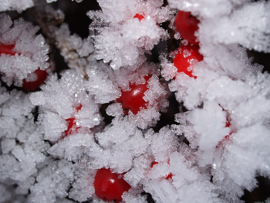 Close-up of red berries covered in frost and ice crystals