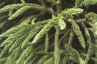Close-up of green cedar branch with textured leaves