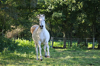 White horse walking in green pasture with trees
