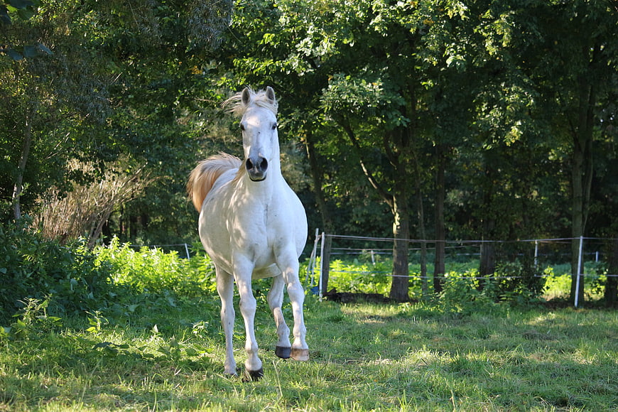 White horse walking in green pasture with trees