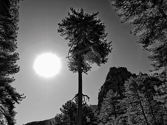 Black and white low angle view of tall pine tree against sun
