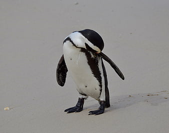 African Penguin Preening Feathers on Sandy Beach