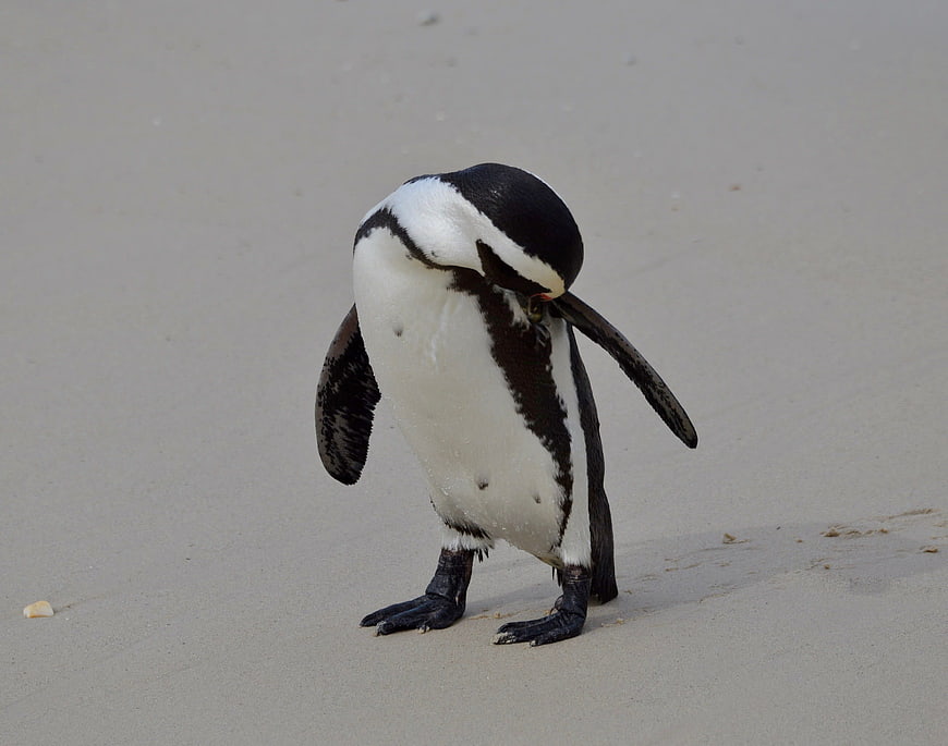 African Penguin Preening Feathers on Sandy Beach