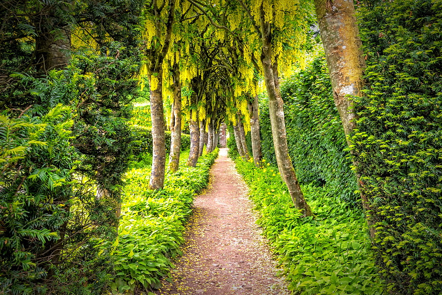 Laburnum Tree Tunnel Garden Path With Yellow Blossoms