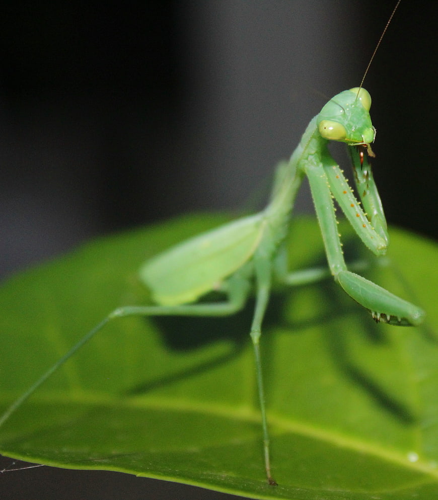 Close-up of a Green Praying Mantis on a Leaf