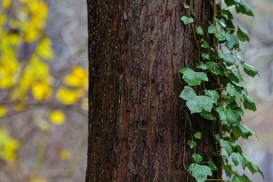 Close-up of textured tree trunk with climbing ivy and blurred yellow leaves