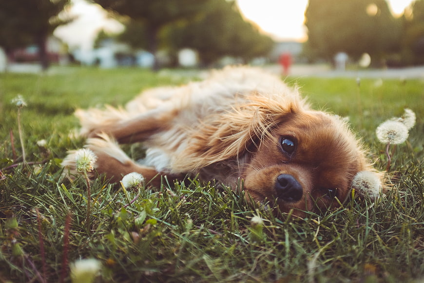 Cute Cocker Spaniel Puppy Lying in Grass with Dandelions