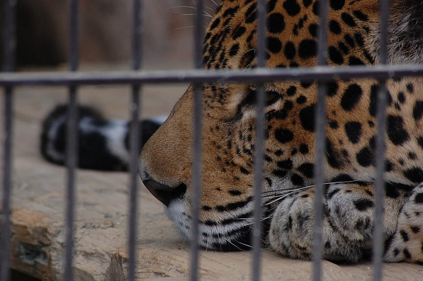 Close-up of a leopard resting behind metal cage bars