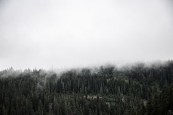 Misty coniferous forest landscape with foggy sky