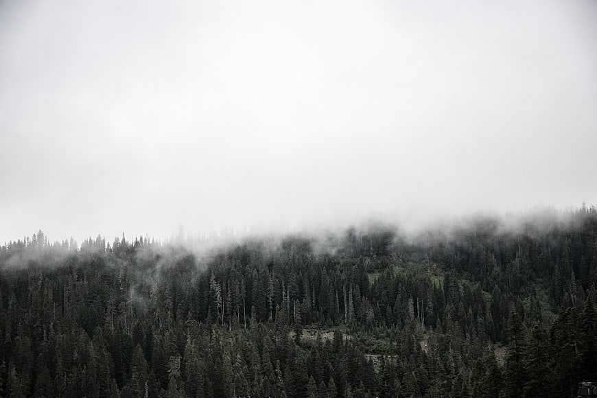 Misty coniferous forest landscape with foggy sky