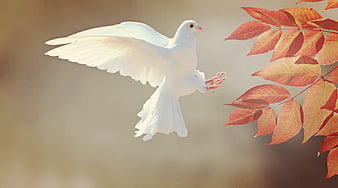 White Dove Flying Near Red Autumn Leaves