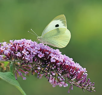 Cabbage White Butterfly Perched on Purple Buddleia Flower Spike