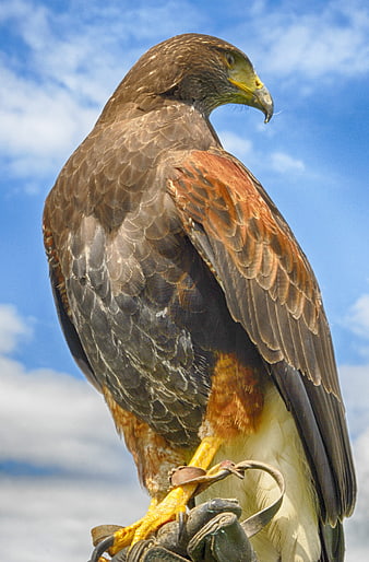 Red-tailed Hawk Perched on Glove Against Blue Sky