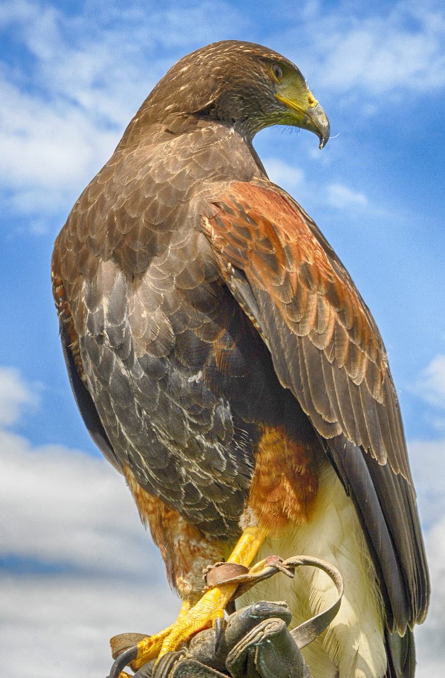 Red-tailed Hawk Perched on Glove Against Blue Sky
