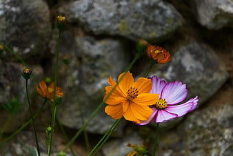 Vibrant Orange and Pink Cosmos Flowers Against Blurred Rocks