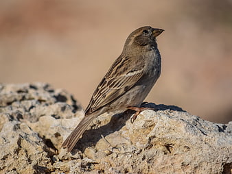 Brown Sparrow Perched on Textured Rock Outdoors