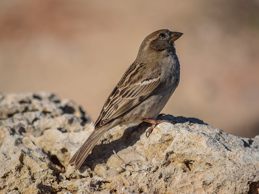 Brown Sparrow Perched on Textured Rock Outdoors
