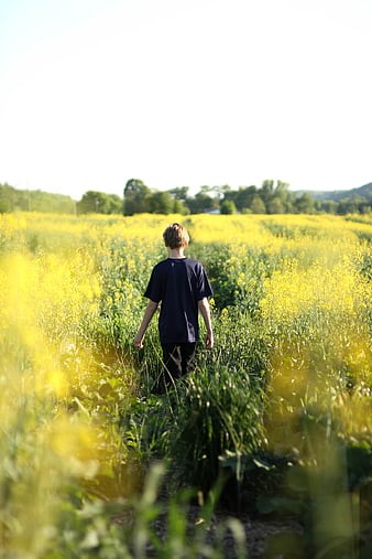 Boy Walking Away in Yellow Canola Field