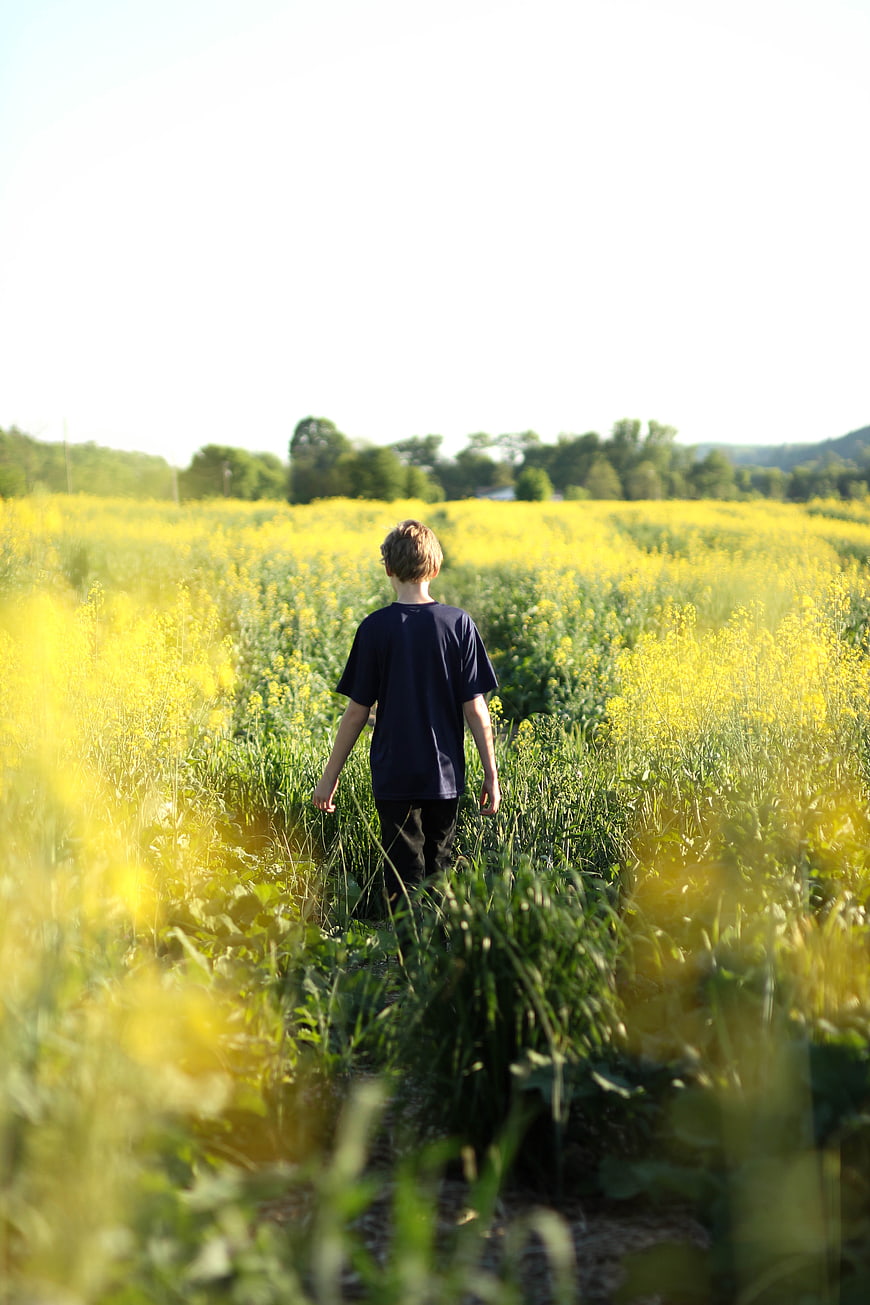 Boy Walking Away in Yellow Canola Field