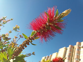 Vibrant Red Bottlebrush Flower Against Blue Sky
