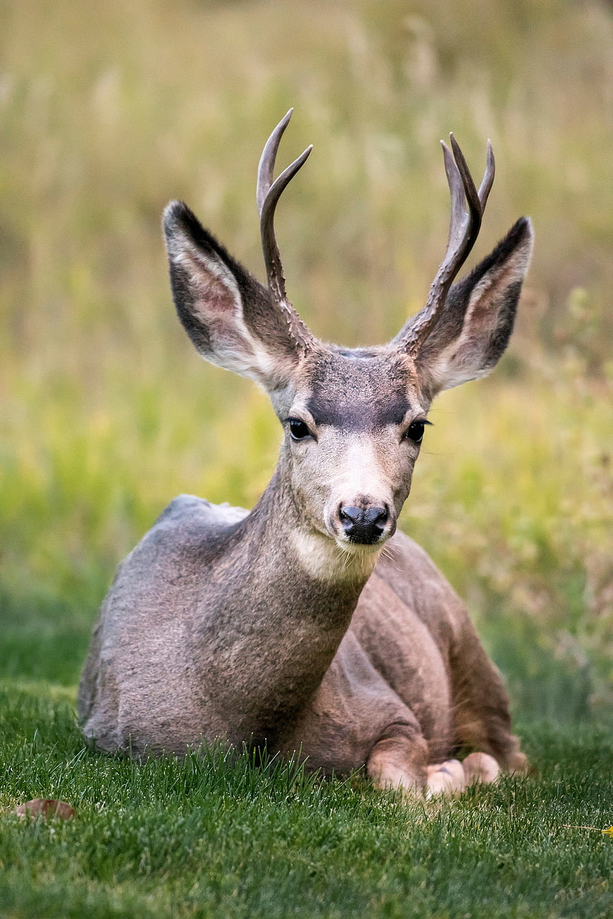 Young Buck Deer Resting in Green Grass Field