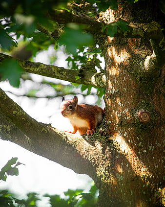 Red squirrel perched on tree branch in sunlight