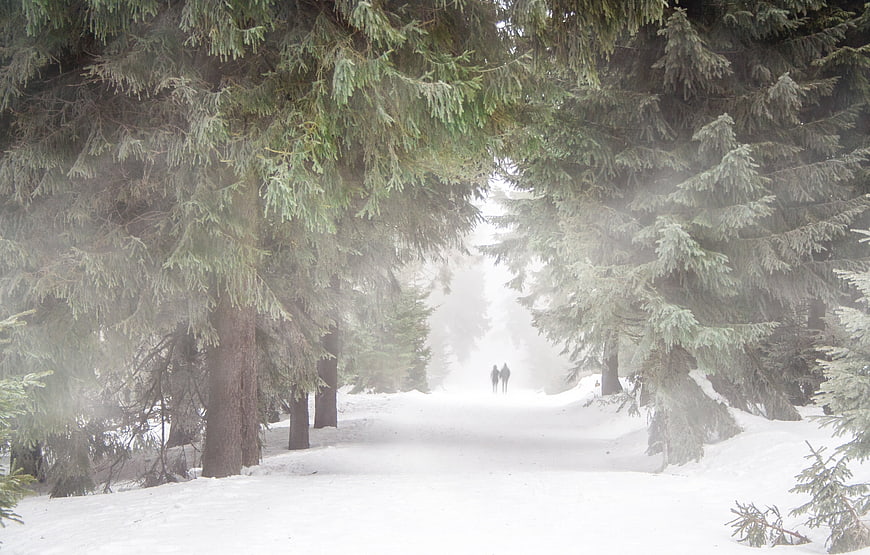 Couple Walking on Snowy Forest Path in Fog