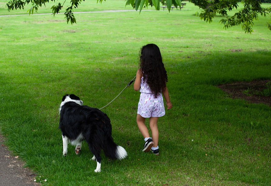 Little girl with long hair walking a border collie in a park