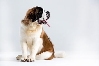 St. Bernard dog sitting on white studio background