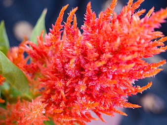 Close-up of vibrant red celosia flower with blurred background