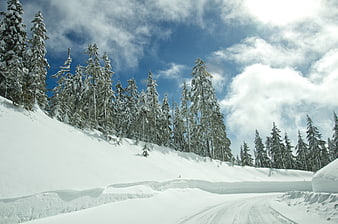 Snowy Forest Road with Blue Sky and Pine Trees