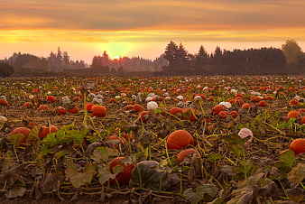 Vast pumpkin patch field at golden hour sunset