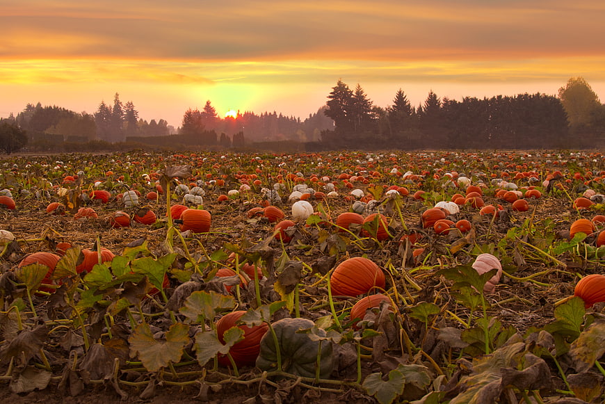 Vast pumpkin patch field at golden hour sunset