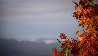 Autumn Maple Leaves Against Blue Mountain Sky Background