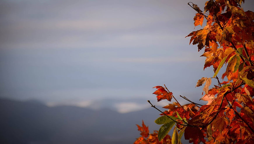 Autumn Maple Leaves Against Blue Mountain Sky Background