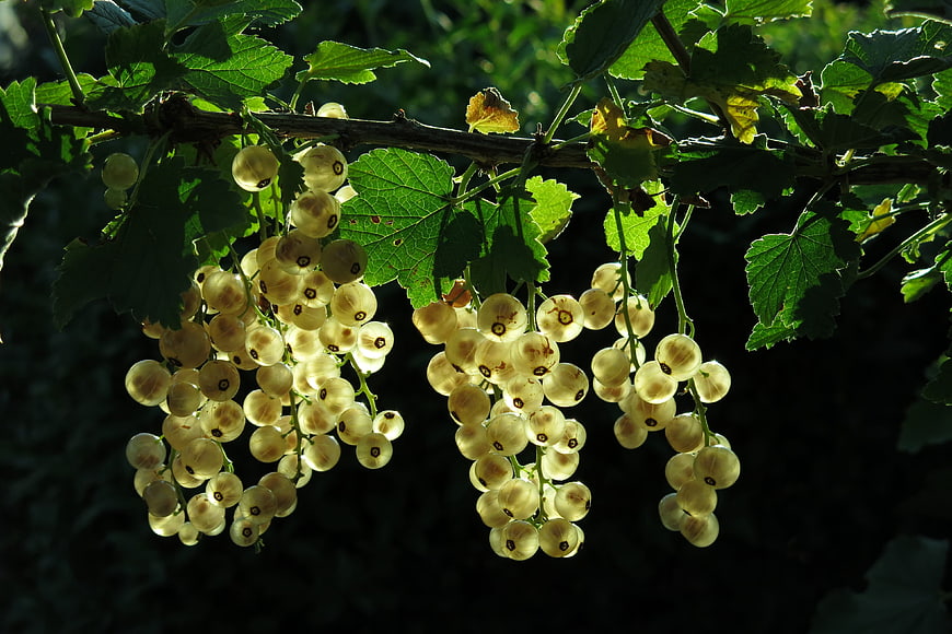 Ripe White Currants Hanging on Branch in Sunlight
