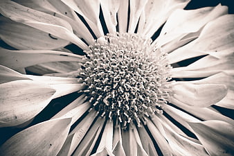 Close-up of white spoon daisy flower center